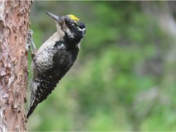 American Three-toed Woodpecker